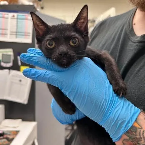 A baby small-sized female Black Domestic Short Hair cat named Bean for adoption in Bastrop, TX
