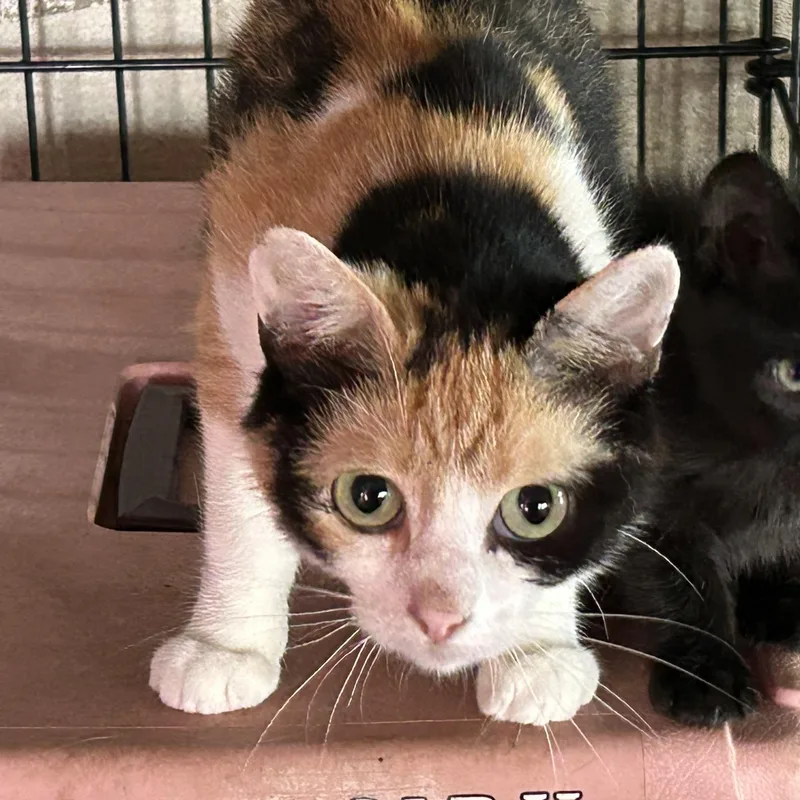 An adult small-sized female American Shorthair cat named Lucy for adoption in Milbank, SD