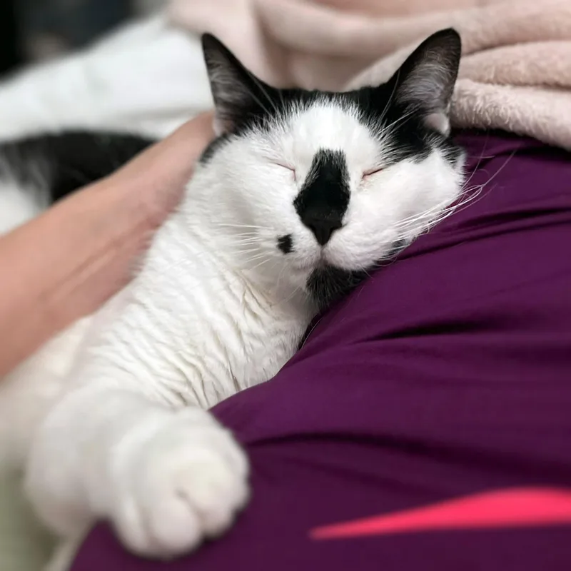 Oreo