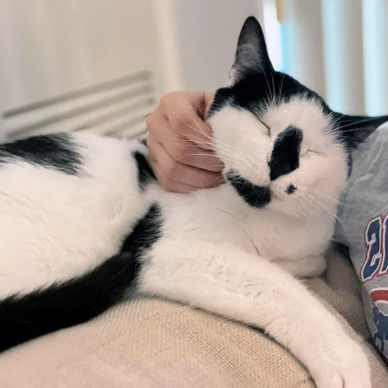 Oreo thumbnail 3
