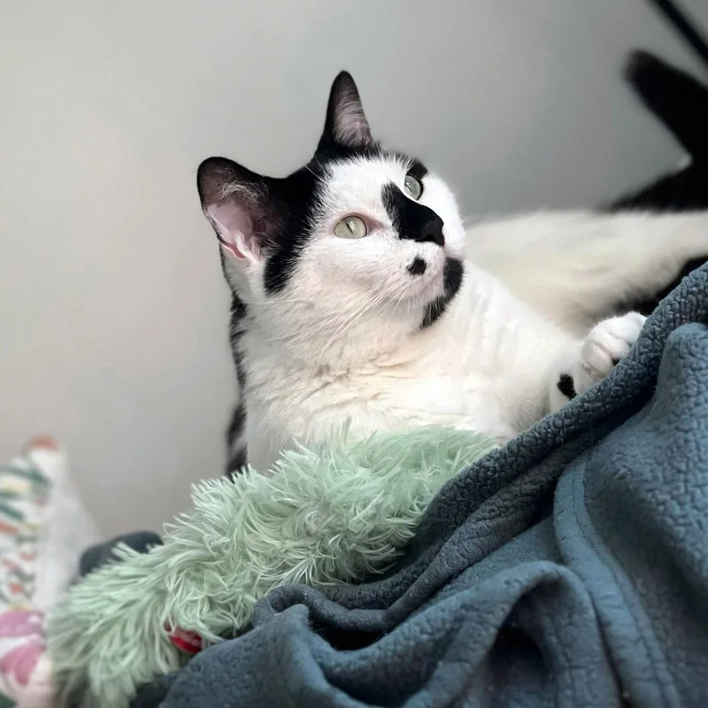 Oreo thumbnail 6