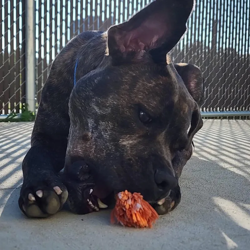 An adult medium-sized male Boxer dog named Bondo for adoption in Carrollton, OH