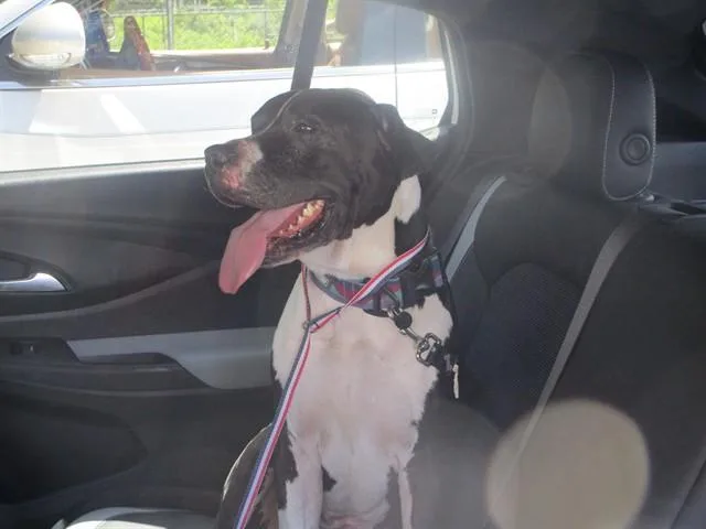 An adult large-sized male Mixed Breed dog named Jagger for adoption in Ocala, FL