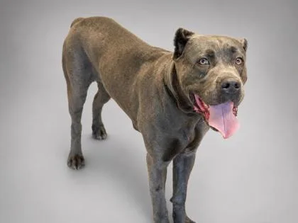 An adult large-sized female Cane Corso dog named Athena for adoption in Bowling Green, KY