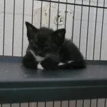 A baby medium-sized male Black Domestic Short Hair cat named Blakely for adoption in Portsmouth, OH
