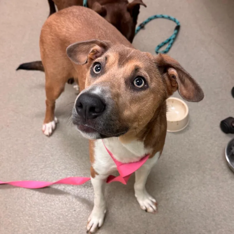 A young small-sized female Brown / Chocolate Australian Shepherd dog named Leilani for adoption in Lynchburg, VA