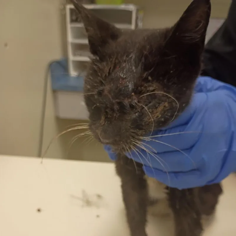 A young small-sized female Black Domestic Short Hair cat named Stevi for adoption in Lynchburg, VA