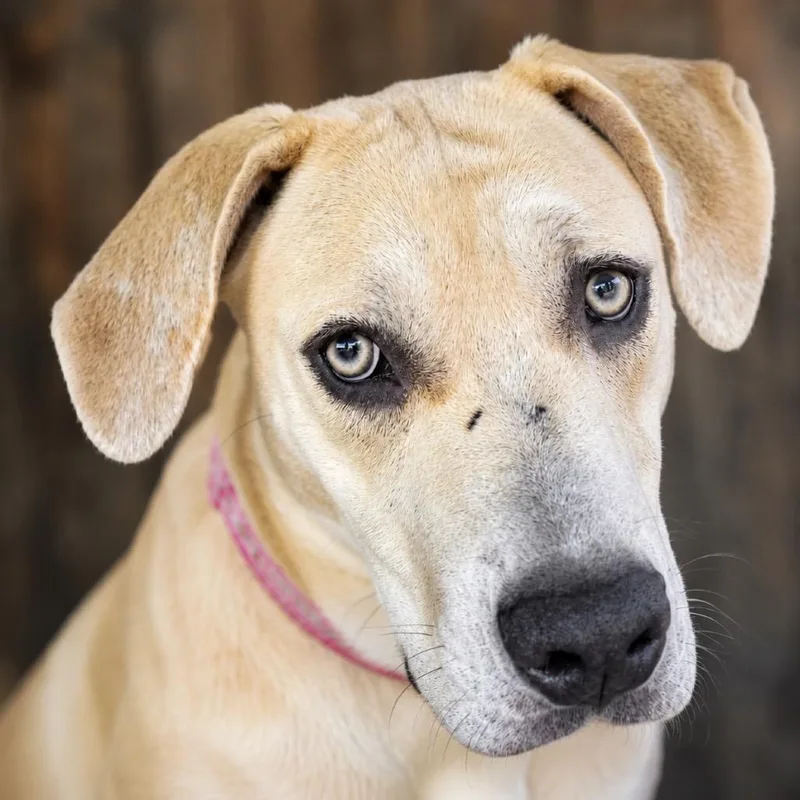 A young large-sized female Yellow Labrador Retriever dog named Jazzy for adoption in Shinnston, WV