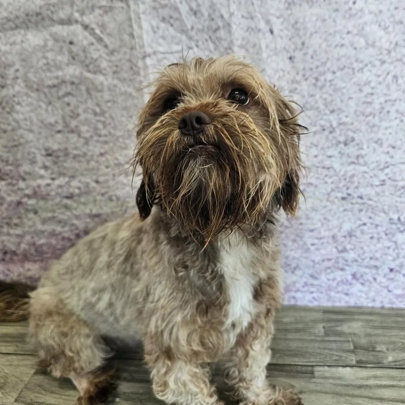 An adult small-sized female Brown / Chocolate Miniature Poodle dog named Ezamay for adoption in Normal, IL