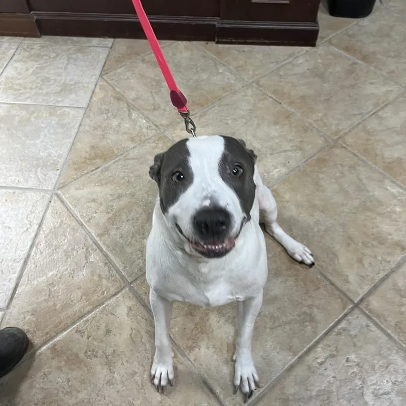 An adult large-sized female Gray / Blue / Silver American Staffordshire Terrier dog named Bella for adoption in Collinsville , OK