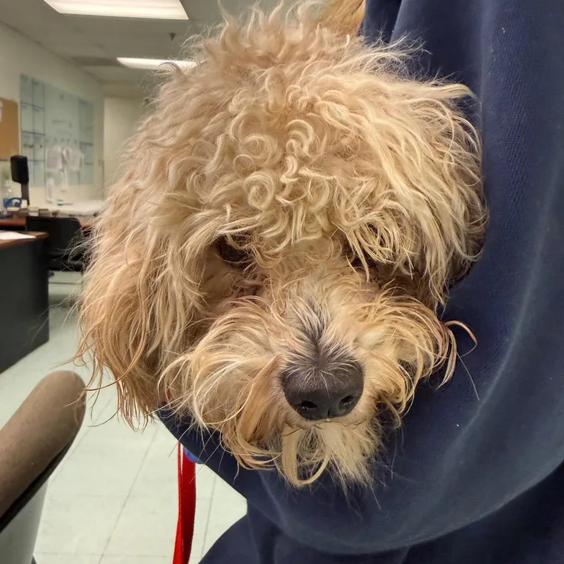 An adult small-sized male Yellow / Tan / Blond / Fawn Mixed Breed dog named Rubert for adoption in Philadelphia, PA