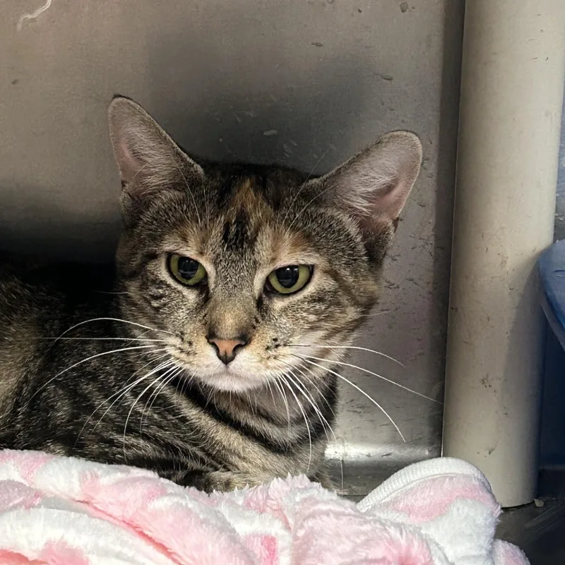 A young medium-sized female Tabby (Tiger Striped) Domestic Short Hair cat named Marley for adoption in Triadelphia, WV