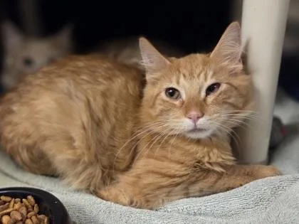 A baby small-sized male Domestic Medium Hair cat named Jd for adoption in Westland, MI