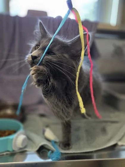 A young medium-sized female Domestic Medium Hair cat named Greektown for adoption in Westland, MI