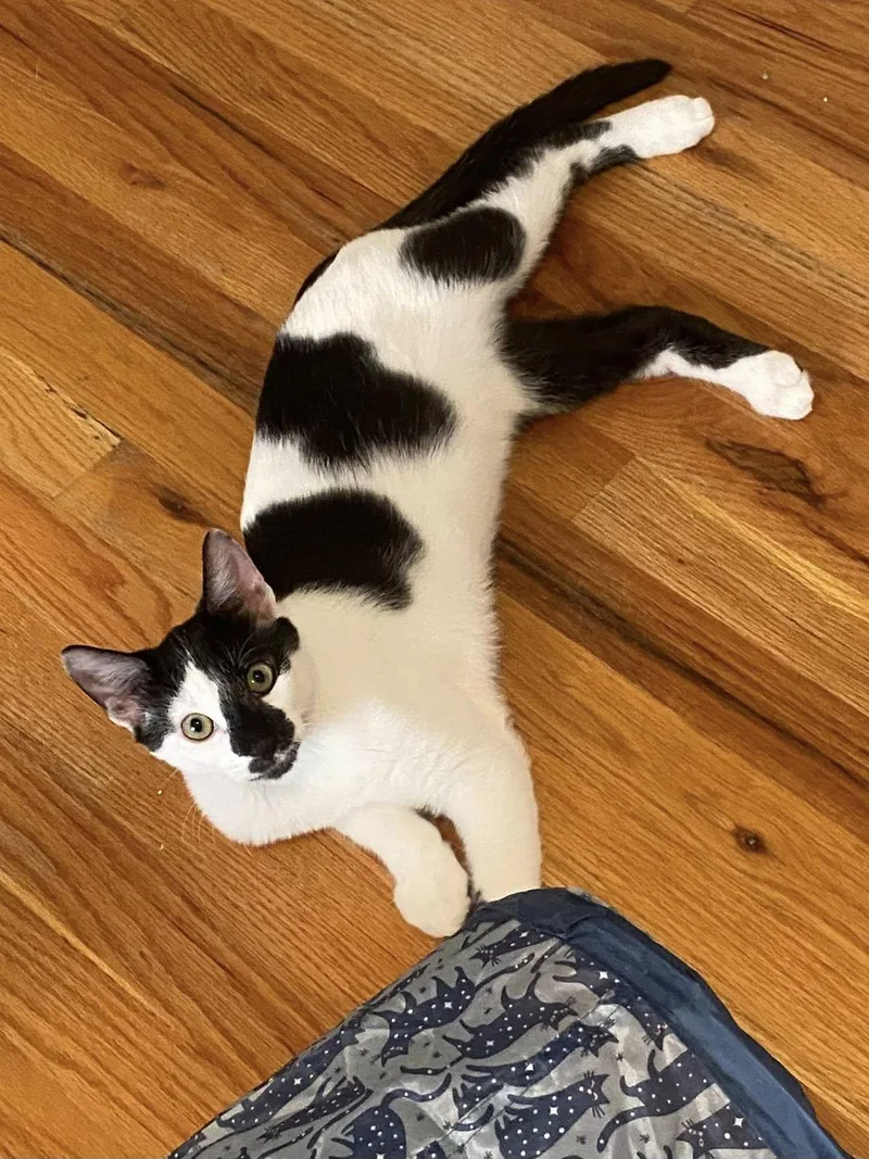 Patches And Peaches thumbnail 3