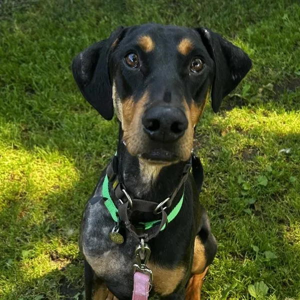 A young large-sized male Doberman Pinscher dog named Felix for adoption in Dublin, CA
