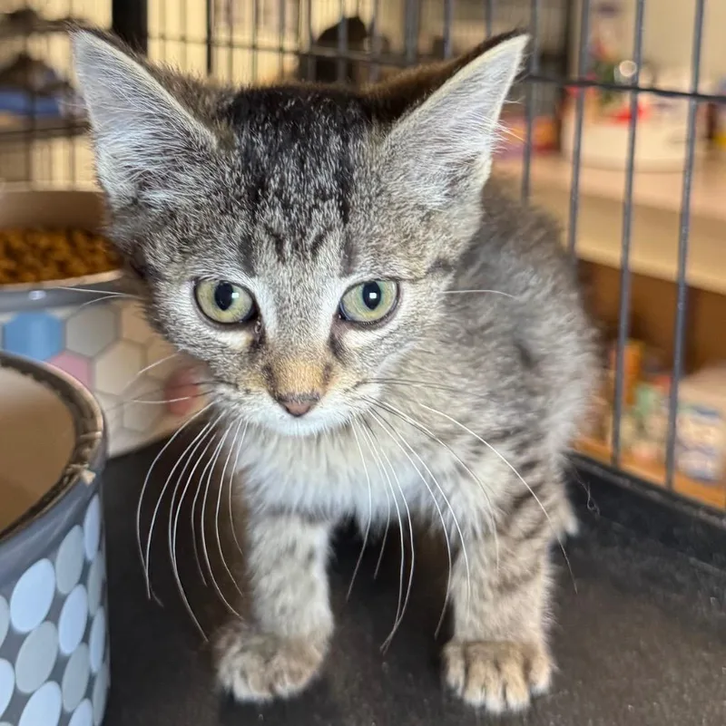 A baby medium-sized female Domestic Short Hair cat named Belinda for adoption in Saginaw, MI