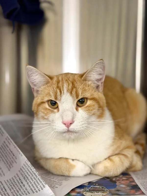An adult medium-sized male Orange / Red Domestic Short Hair cat named Zack for adoption in Fruit Heights, UT