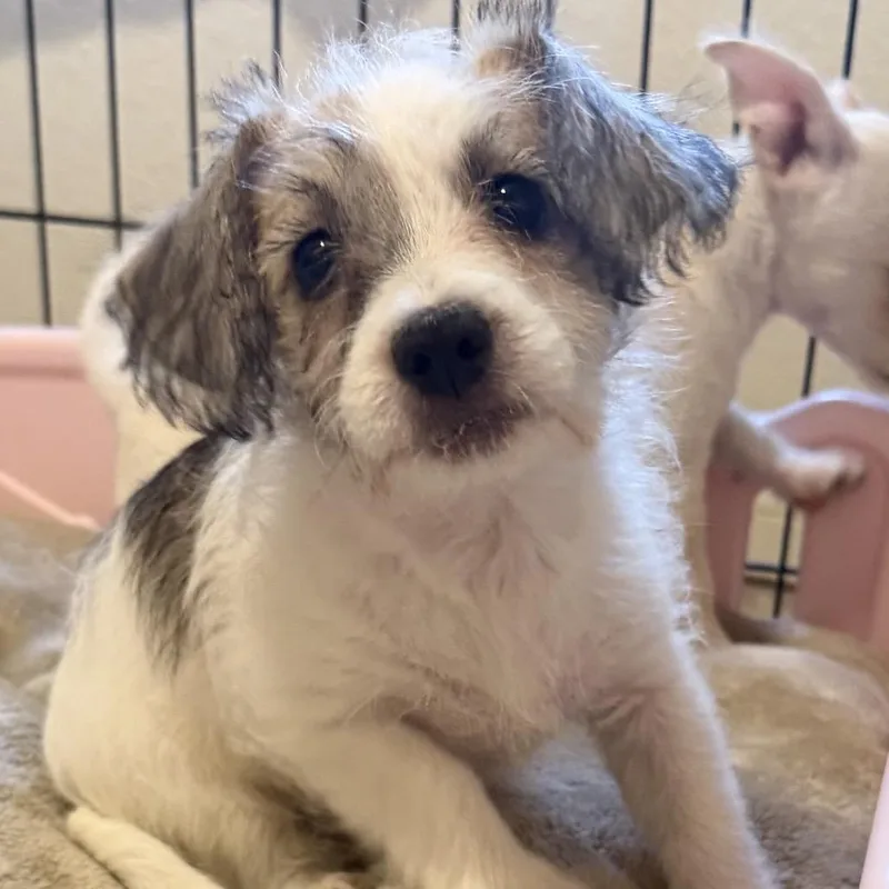 A baby small-sized male Brown / Chocolate Miniature Poodle dog named Acorn for adoption in Las Vegas, NV