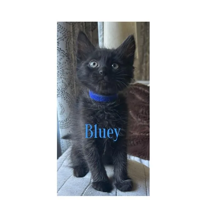 A baby medium-sized male Domestic Medium Hair cat named Bluey for adoption in Auburn, CA