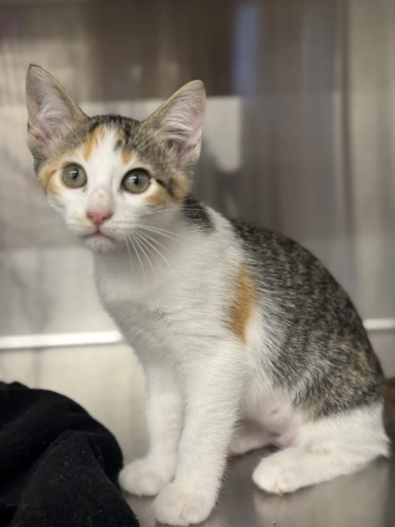 A baby medium-sized female Calico Domestic Short Hair cat named Bonny for adoption in Magnolia, TX