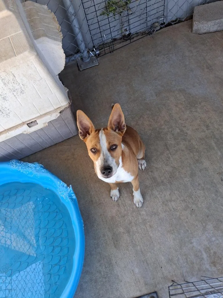 A young large-sized female Cattle Dog dog named Gina for adoption in Brownwood, TX