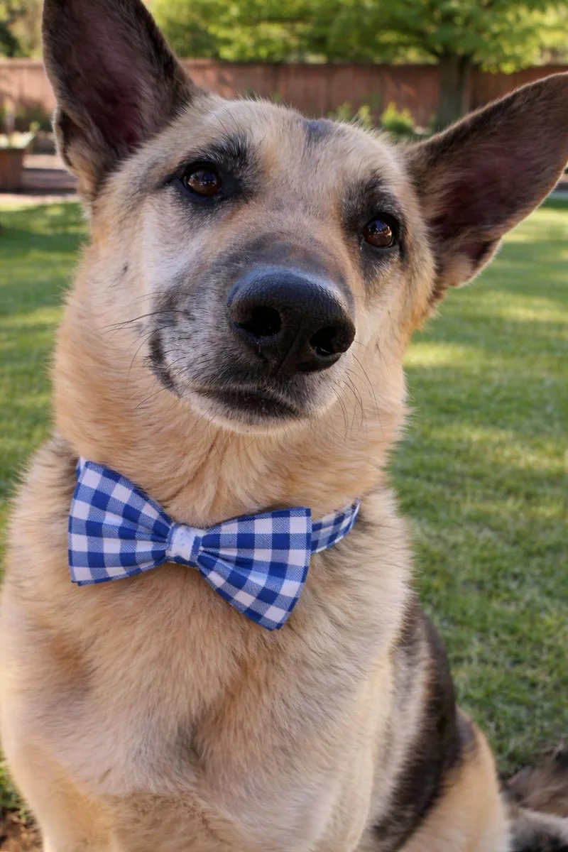 Maverick Gs thumbnail 3