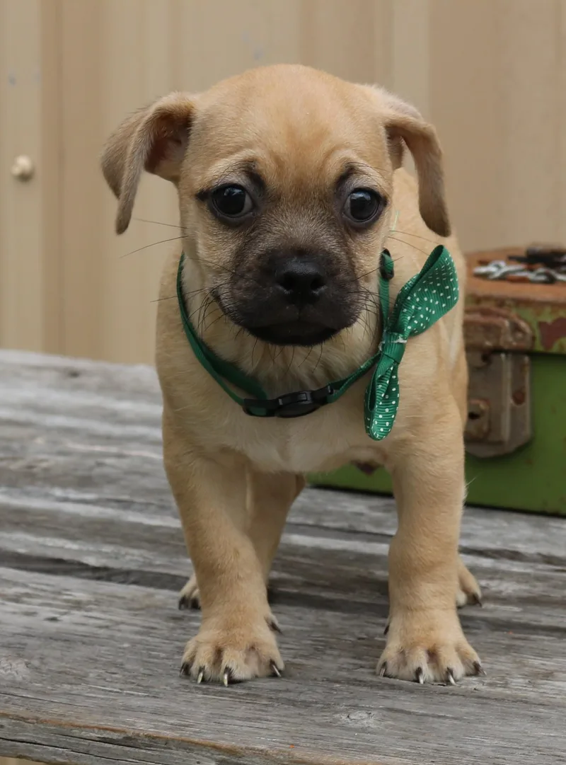 A baby small-sized male Pug dog named Murphy for adoption in Bandera, TX