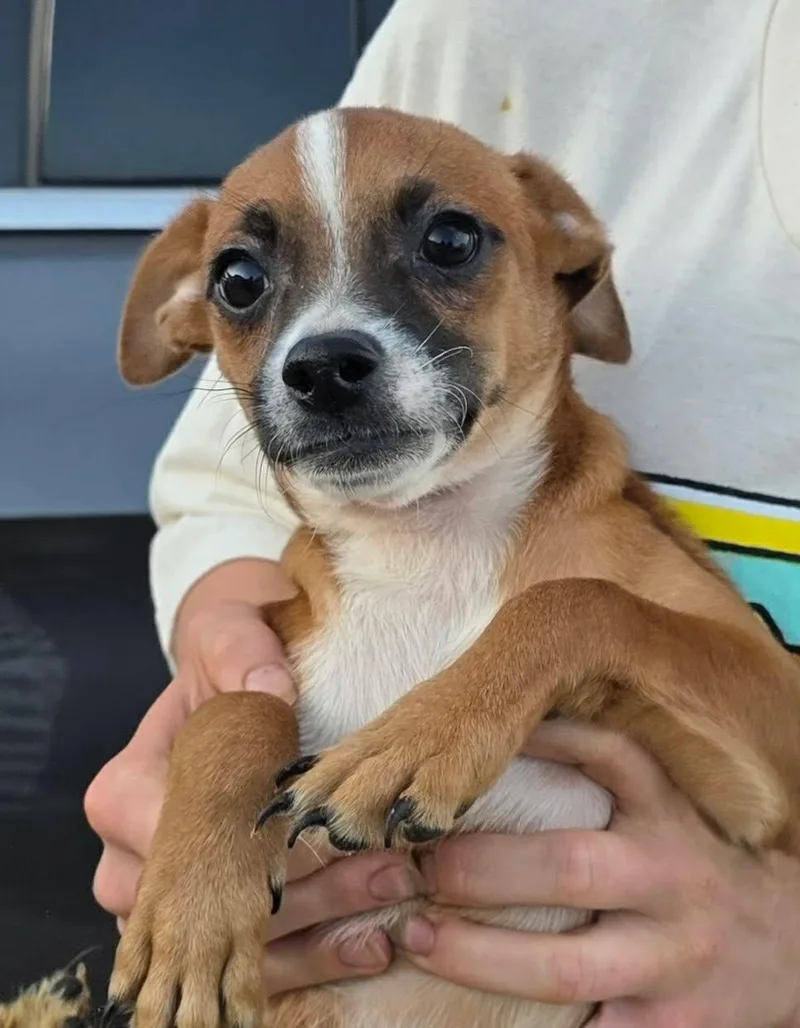 A baby small-sized male Chihuahua dog named Moss for adoption in Mukwonago, WI