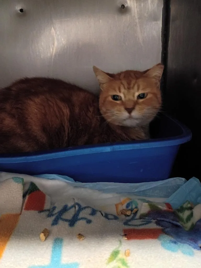 An adult small-sized male Domestic Short Hair cat named Cheeto for adoption in Pierceton, IN