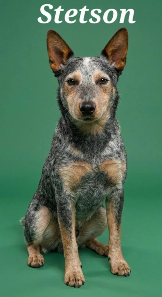 A young medium-sized male Australian Cattle Dog / Blue Heeler dog named Stetson for adoption in Rutherfordton, NC