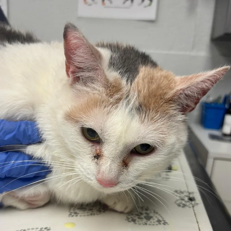 Patches Ii thumbnail 2