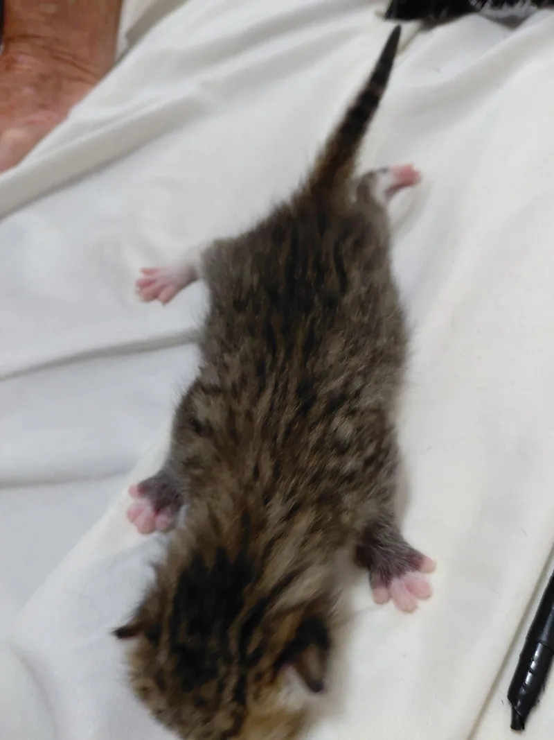 A baby medium-sized female Domestic Short Hair cat named Jenni G. for adoption in Trenton, NJ