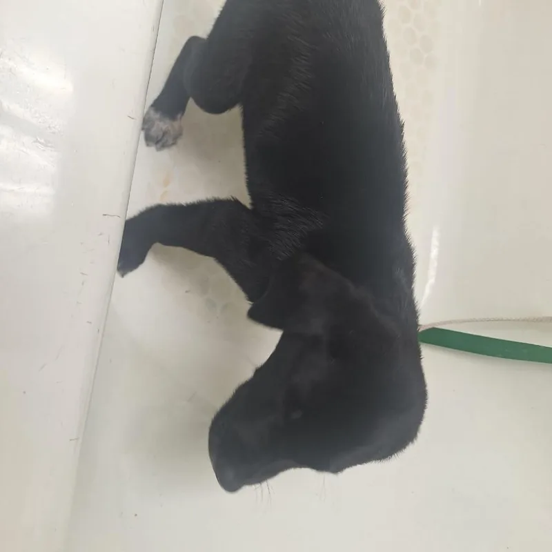 A young medium-sized male Black Labrador Retriever dog named Romeo for adoption in Madill, OK