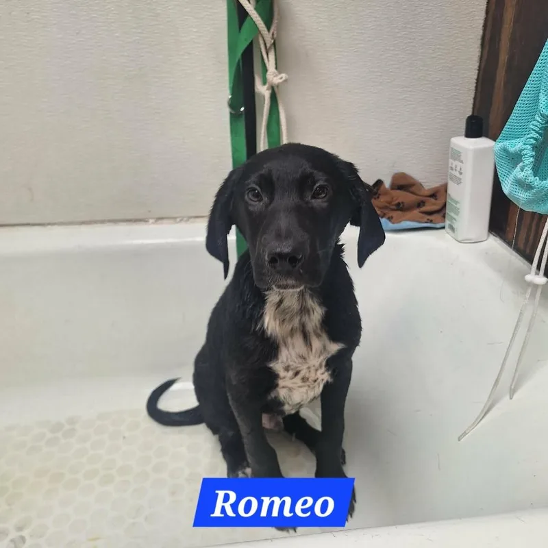 Romeo thumbnail 3