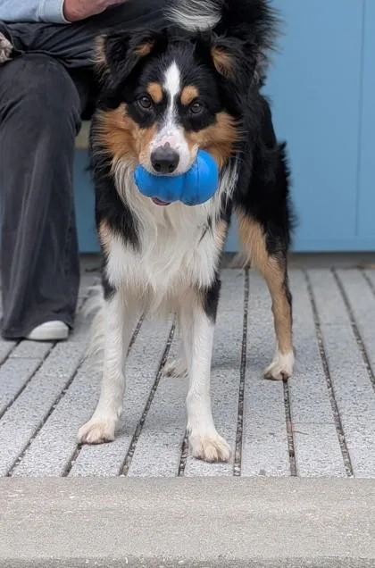 An adult small-sized male Border Collie dog named Max for adoption in New Orleans, LA