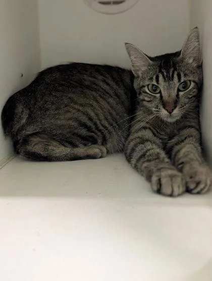 A baby small-sized female Domestic Short Hair cat named Fiona for adoption in Mansfield, TX