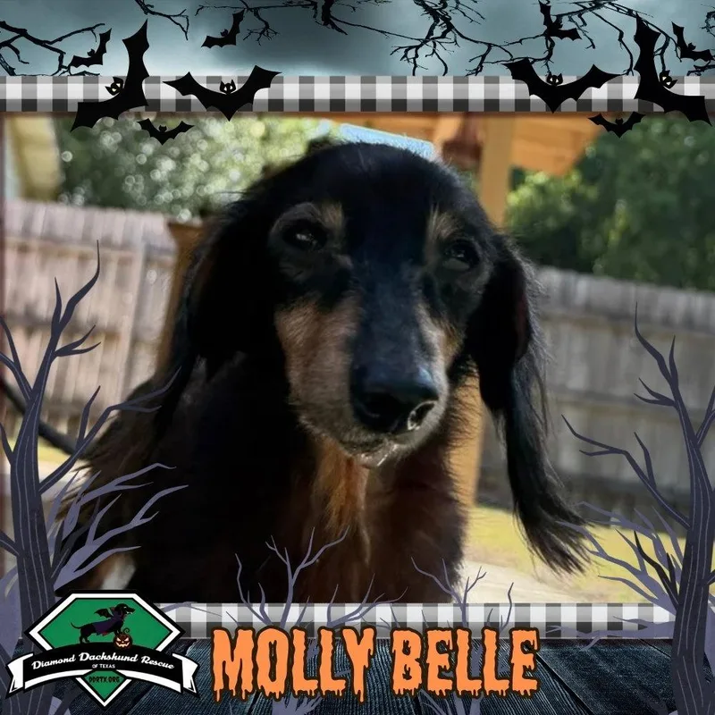 A senior medium-sized female Dachshund dog named Molly Belle for adoption in San Antonio, TX