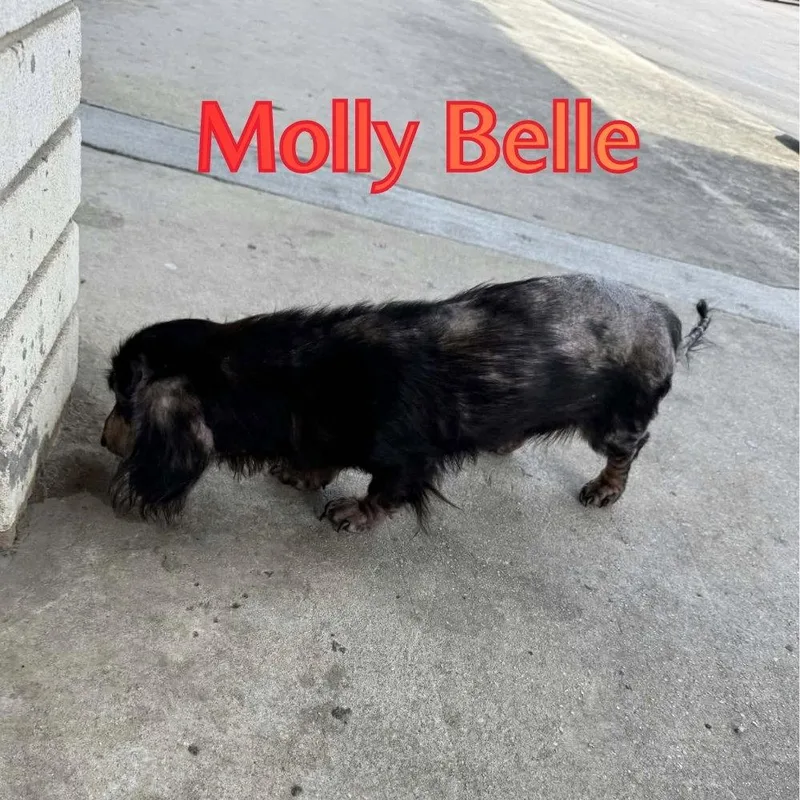 Molly Belle thumbnail 2