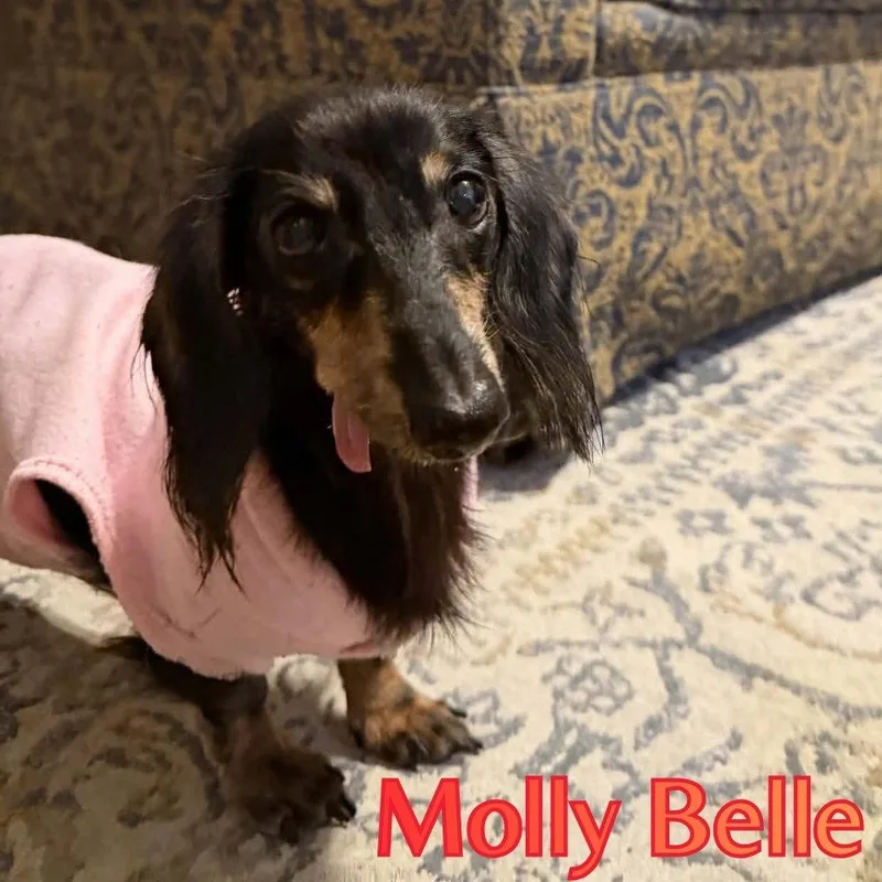 Molly Belle thumbnail 3
