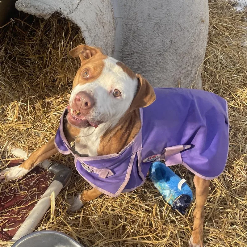 An adult medium-sized male Brown / Chocolate Mixed Breed dog named Dasher for adoption in Grand Rapids, MI