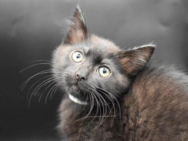 A baby small-sized female Domestic Short Hair cat named Fedora for adoption in Portland, OR