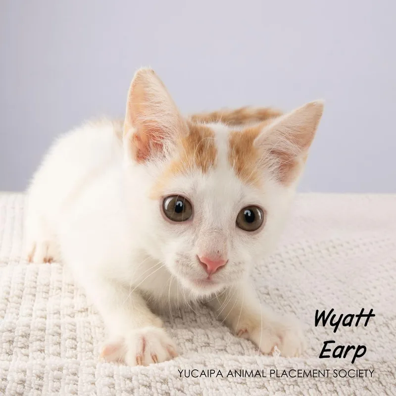 Wyatt Earp thumbnail 2