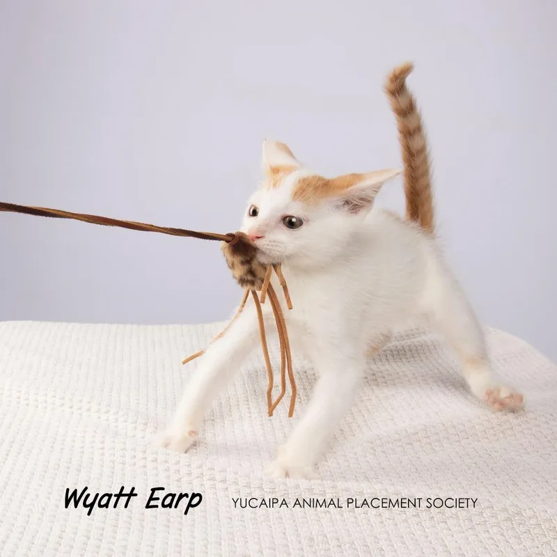 Wyatt Earp thumbnail 3