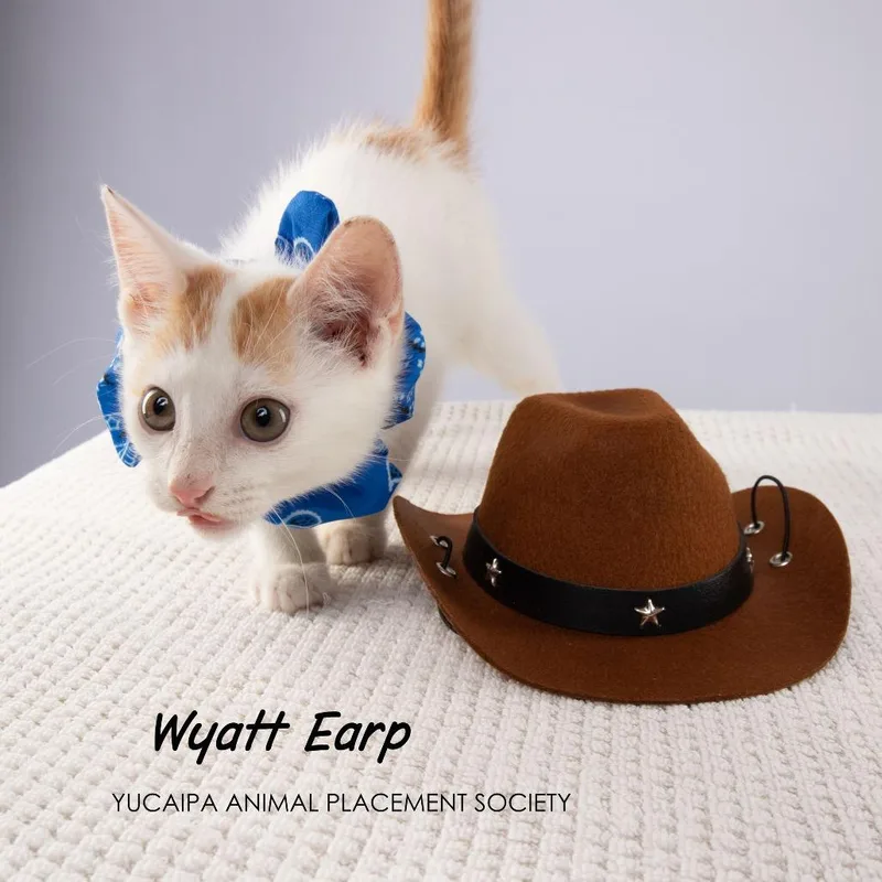 Wyatt Earp thumbnail 4