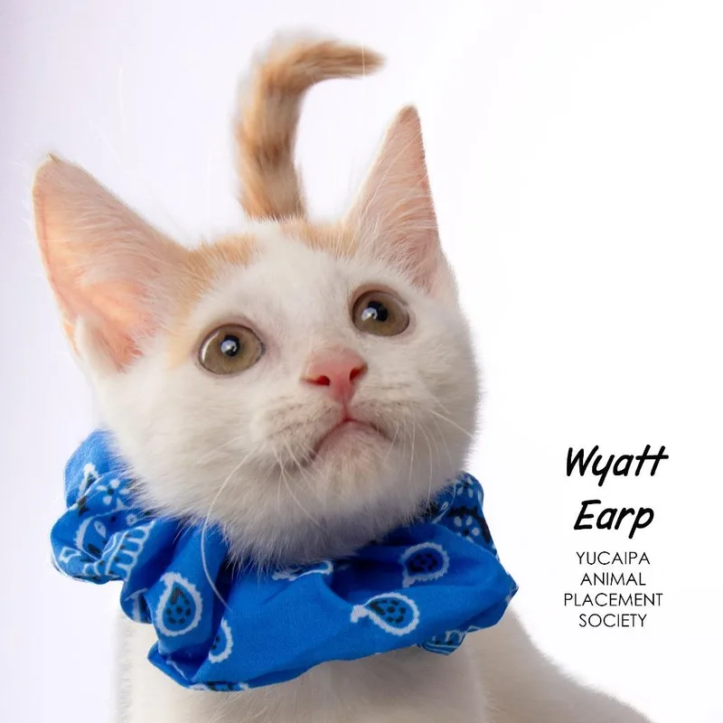 Wyatt Earp thumbnail 5