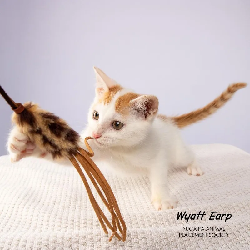 Wyatt Earp thumbnail 6