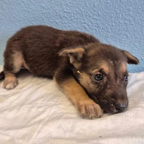 A baby small-sized male Black Shepherd dog named Gallahad for adoption in Bastrop, TX