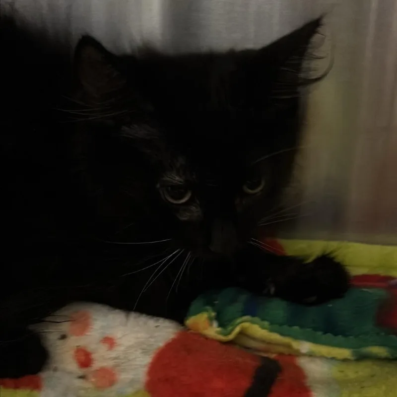 A baby small-sized female Black Domestic Long Hair cat named Dorothy for adoption in Kanab, UT