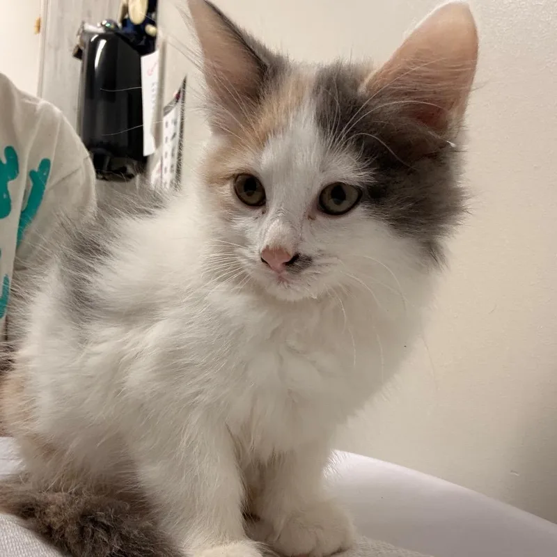 A baby small-sized female Gray / Blue / Silver Domestic Short Hair cat named Fig for adoption in Chattanooga, TN